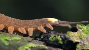 Peripatus kadife solucanının yağmur ormanlarındaki yosunlu bir kütükte süründüğü videoyu kapat, Ekvador