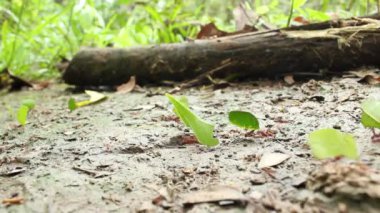 Yaprak kesen karıncaların hızlandırılmış videosu, yaprakları taşıyan Atta sp 
