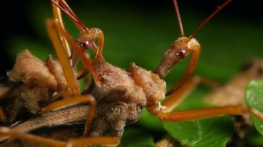 Suikastçı böceklerin gece yağmur ormanlarında çiftleşmelerini gösteren video, Ekvador