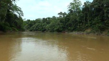 Nehrin tropikal ormanlardaki hızlandırılmış videosu, Ekvador Amazon 
