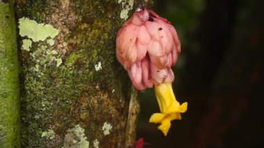 Video, Yağmur Ormanları Çiçeği Drymonia sp, Gesneriaceae, Ekvador Amazon 'unda çiçek açan sarmaşık, Quichua tarafından kullanılan tıbbi bitki