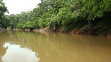 Tropikal ormanlardaki nehir videosu, Ekvador Amazon 