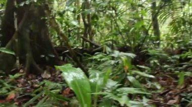 Vahşi tropikal orman, bitkilerin üzerindeki yeşil yapraklar, video 