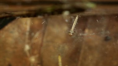 Kurbağa yavrularının videosu