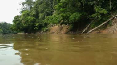 Orman ağaçları ve nehir akıntısı videosu, Ekvador Amazon yağmur ormanları