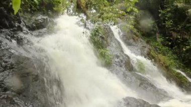 Tropikal yaprakların ve şelale akışının videosu 