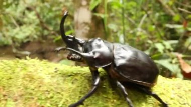Video, Gergedan Böcekleri yosun üzerinde çiftleşiyor