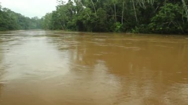 Kahverengi nehir suyu akışı, tropikal yeşil orman yapraklarının videosu, 