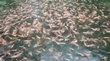 Tilapia 'nın havuzdaki videosu, bir sürü balıkla dolu su birikintisi