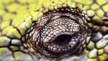 Kertenkele gözü videosu, Berthold Bush Anole, Polychrus gutturosli. 
