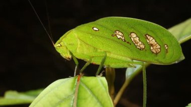 Kriket videosu, Yeşil yağmur ormanı katydid, Ekvador 