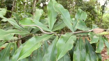 Yılan videosu, Brown Vine Snake, Oxybelis aeneus in rain forest understory, Ekvador