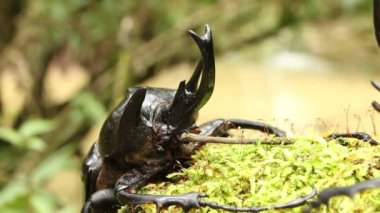 Video, Gergedan Böcekleri yosun üzerinde çiftleşiyor
