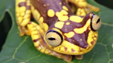 Imbabura Treefrog, Hypsiboas picturatus, Choco Biyolojik Bölgesi, Ekvador