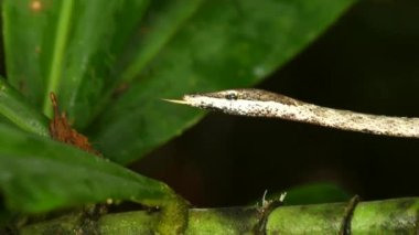 Brown Vine Snake, Oxybelis aeneus, Ekvador 'un videosunu kapat
