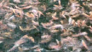 Tilapia 'nın havuzdaki videosu, bir sürü balıkla dolu su birikintisi