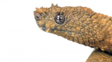 Yılan Stüdyosu, Kuzey Eyelash Boa, Trachyboa boulengeri