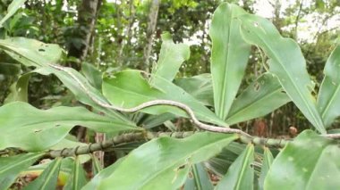 Yılan videosu, Brown Vine Snake, Oxybelis aeneus in rain forest understory, Ekvador