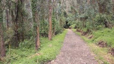 Titreyen videolar, ağaçlarla dolu patikada yürümek. 