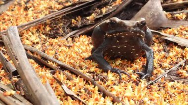 Kurbağa hayvan videosu, Crested Forest Toad, Rhinella Dapsilis, Yasuni Ulusal Parkı, Ekvador