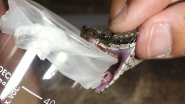 Video, Lojan Lancehead Yılanı Bothrops Lojanus 'tan zehir toplayan kişi.