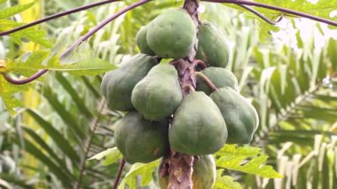 Bitkilerin üzerindeki yeşil meyveler, yeşil orman çevresi çiçek yaprakları, video 