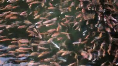 Tilapia 'nın havuzdaki videosu, bir sürü balıkla dolu su birikintisi