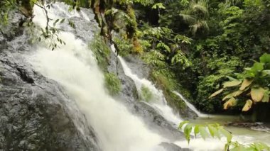 Tropikal yaprakların ve şelale akışının videosu 