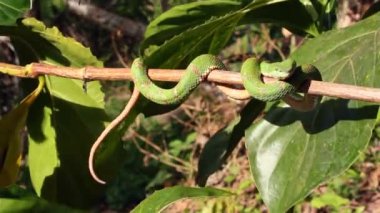 Yılan videosu, Eyelash Viper, Bothriechis schlegelii, Batı Ekvador 'dan zehirli pitenger.