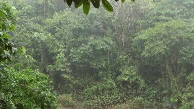 Vahşi tropikal ormanda yağmur, bitkilerin üzerinde yeşil yapraklar, video 