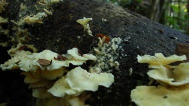 Kabuktaki mantar, yeşil orman çevresi çiçek yaprakları, video 