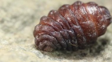 Video, kemirgen robot sineği larvası, Cuterebra sp, parazit. 