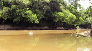 Ekvador Amazon 'u, tropikal ormanlardaki nehir videosu