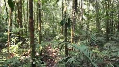 Vahşi tropikal orman, bitkilerin üzerindeki yeşil yapraklar, video 