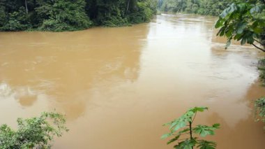Ekvador 'un Pasifik kıyısındaki şiddetli yağmurun ardından nehir akışının, çamurun ve suyun bir orman su yolundan aşağı akışını gösteren video.