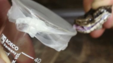 Video, Lojan Lancehead Yılanı Bothrops Lojanus 'tan zehir toplayan kişi.