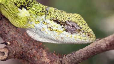 Doğada yeşil sürüngen kertenkelesi, Berthold Bush Anole, Polychrus gutturosli spurrelli 