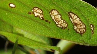 Kriket videosu, Yeşil yağmur ormanı katydid, Ekvador 