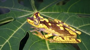 Imbabura Treefrog, Hypsiboas picturatus, Choco Biyolojik Bölgesi, Ekvador