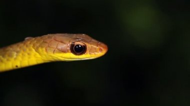 Yılan dili gösteren video, Olive Whipsnake, Chironius fuscus 