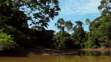 Zaman aşımı videosu, Rio Shiripuno, nehir akışı, Ekvador Amazon tropikal yağmur ormanı