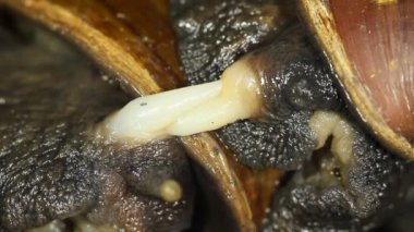 Afrika Dev Salyangozları, Achatina Fulica Çiftleşmesi, Video 