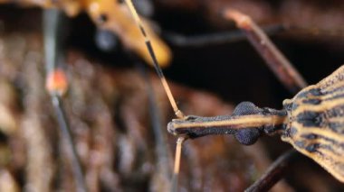 Hata Triatoma sp videosu, kapat