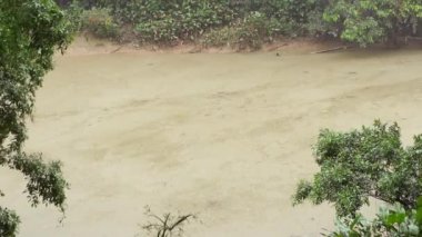 Ekvador Amazon 'unda yağmur, tropikal ormanlarda nehir videosu