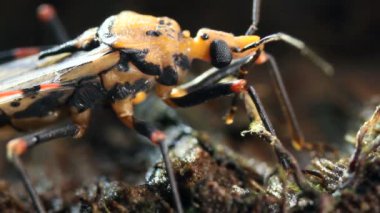 Hata Triatoma sp videosu, kapat