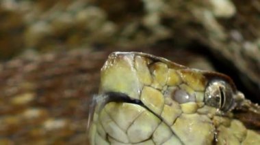 Yılan, büyük yetişkin Fer de Lance, Bothrops atrox, Ekvador 'dan zehirli çıngıraklı yılan videosu