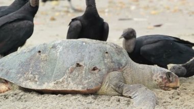 Ölü kaplumbağa, ölü hayvan yiyen kara akbabaların videosu. 