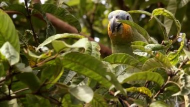 Video, Orange kanatlı papağan, Amazona amazonica Ekvador Amazon 'unda bir ağaçta meyve yiyor.