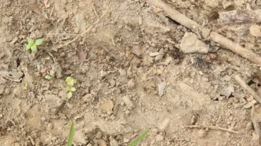 Video, ordu karıncaları, Ekvador 'un Pasifik kıyısındaki küçük türler. Zaman aşımı