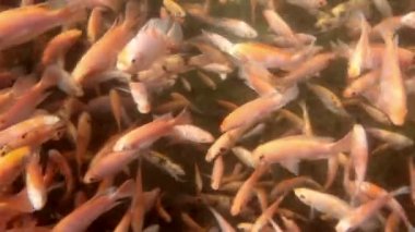 Tilapia 'nın havuzdaki su altı videosu, balıklı su birikintisi.